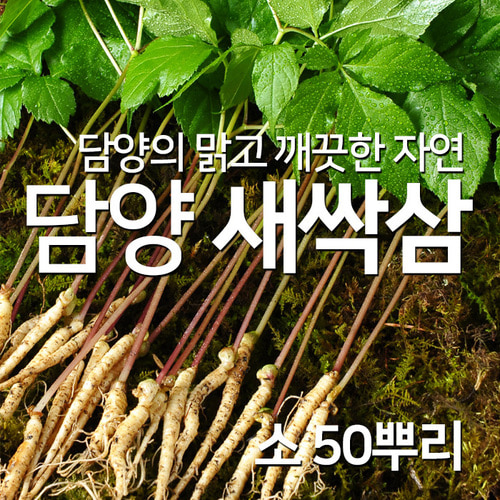 담양 채식 웰빙 식단 쌈채소 새싹삼 소 50뿌리