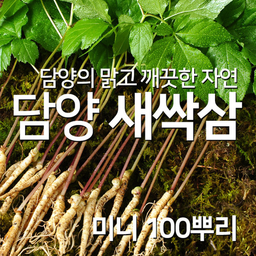 담양 채식 웰빙 식단 쌈채소 새싹삼 미니 100뿌리