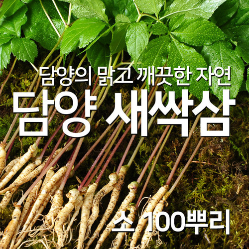 담양 채식 웰빙 식단 쌈채소 새싹삼 소 100뿌리