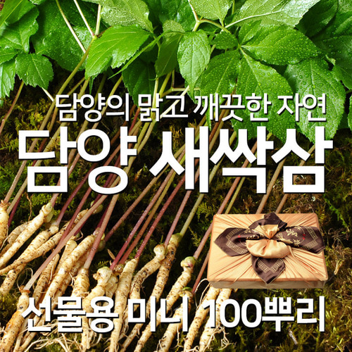 설 추석 명절 선물 채식 웰빙 식단 쌈채소 새싹삼 미니 100뿌리
