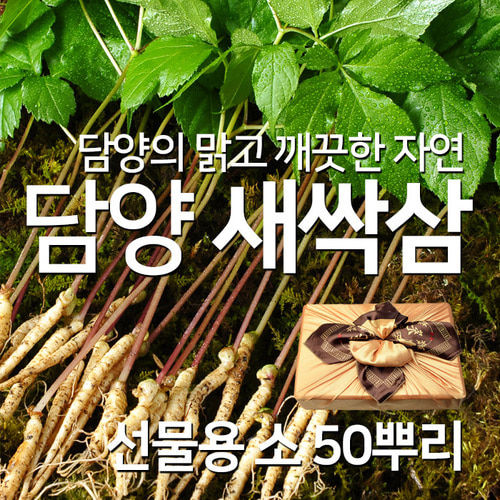 설 추석 명절 선물 채식 웰빙 식단 쌈채소 새싹삼 소 50뿌리